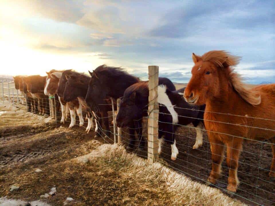 Icelandic Horses fuzzy in winter