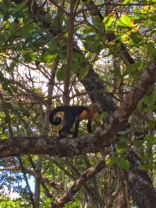 White capuchin monkey playing in the trees