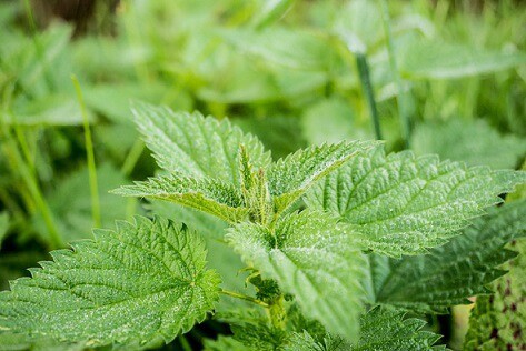 Stinging nettle plant, found in virgin falls area, green plant with pointy leaves