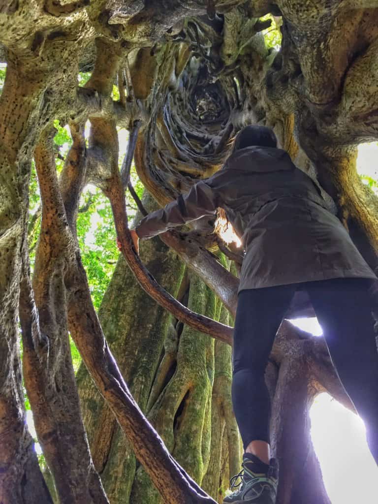 Climbing inside a ficus tree in costa rica, jungle gym trunk