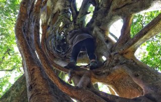 Climbing up the inside of a jungle gym ficus tree