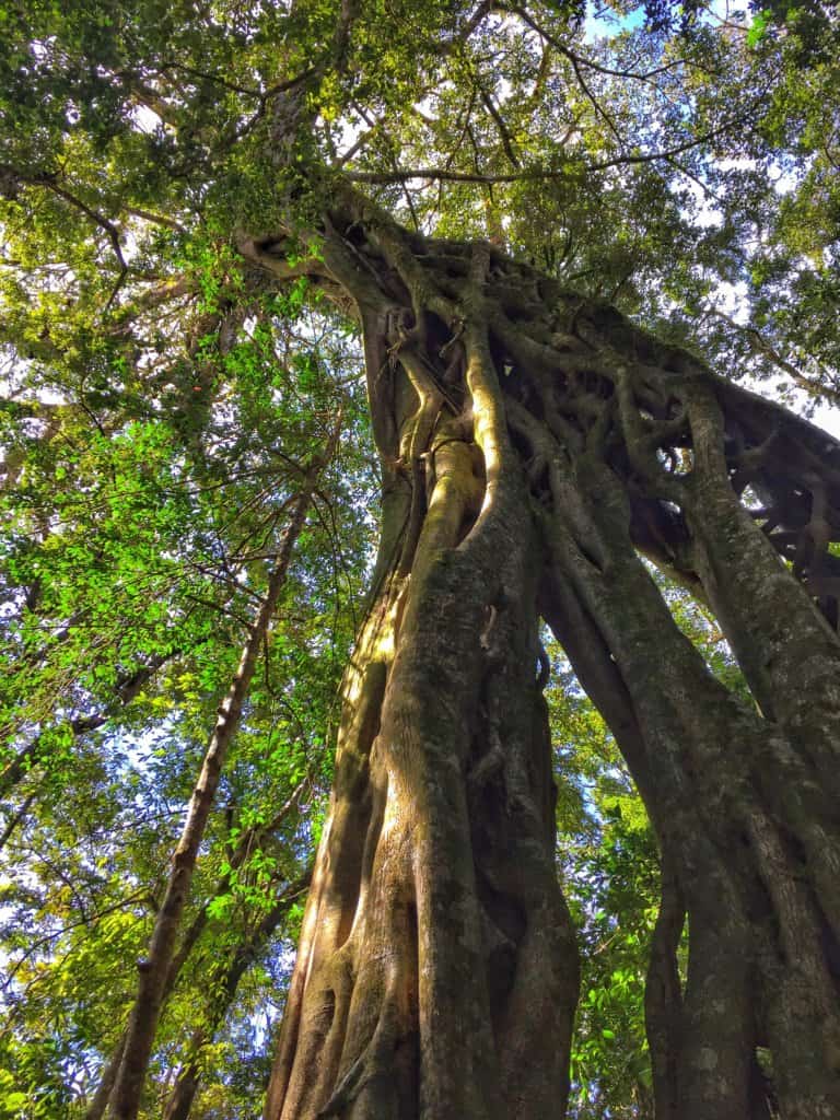 ficus tree in monteverde costa rica, jungle gym trunk