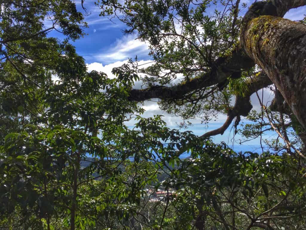 View from the top of a ficus tree, green branches and monteverde costa rica in the distance