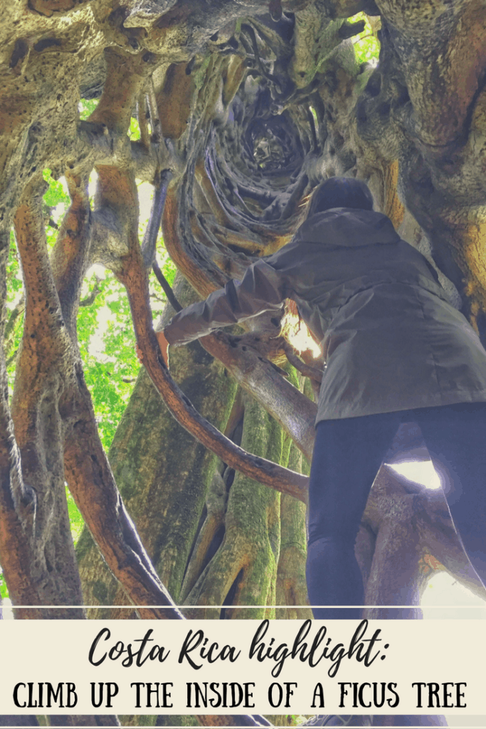 Climb a ficus tree in Monteverde, Costa Rica