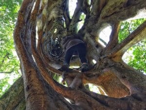 Climbing a ficus tree jungle gym in Monteverde Costa Rica