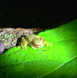 Red Eyed Tree Frog during night tour in Monteverde, Costa Rica