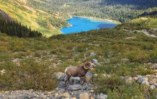 Glacier National Park Grinnell Glacier Trail, bighorn sheep and aquamarine lakes