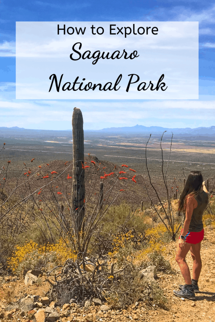 How to Explore Saguaro National Park Pin