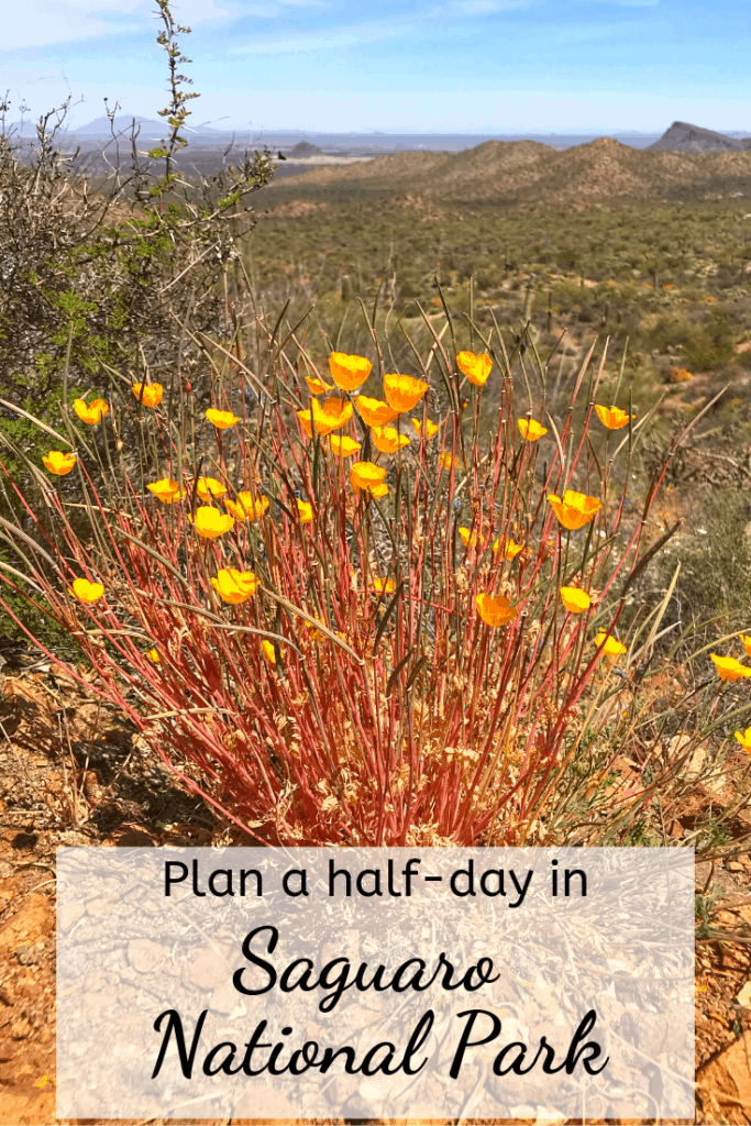 Plan a half-day in Saguaro National Park pin, yellow wildflowers with desert background