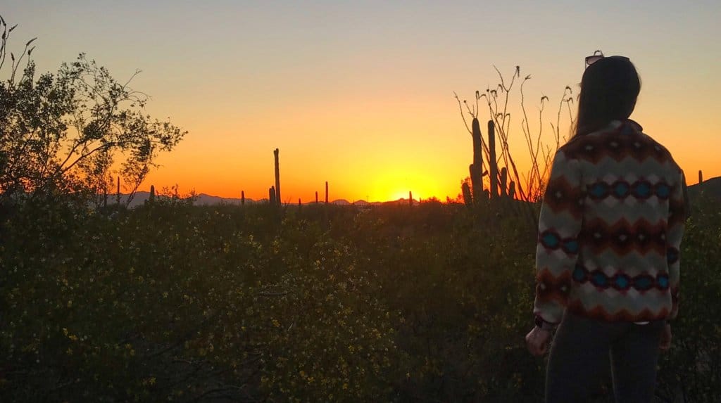 Desert sunset with saguaros