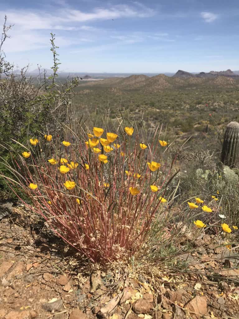 yellow wildflowers in saguaro national park