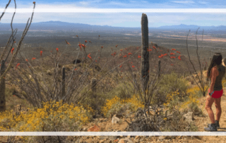 Woman standing among saguaros and red wildflowers in Saguaro National Park