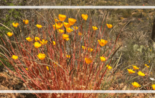 yellow wildflowers in Saguaro National Park