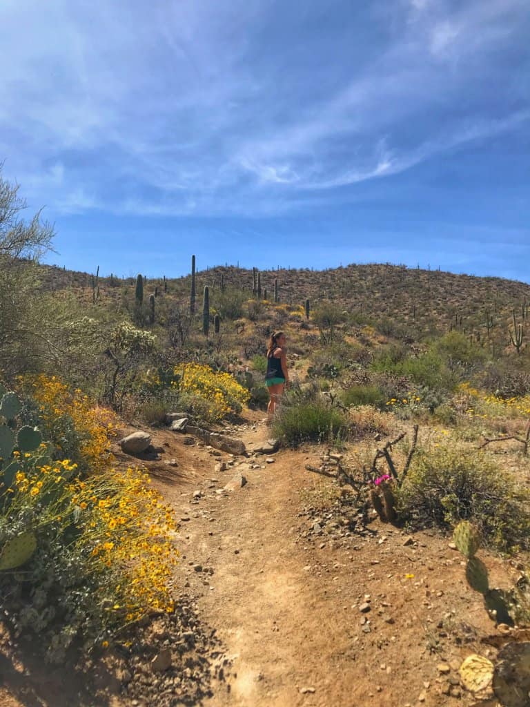 Sendero Esperanza Trail for a half-day in Saguaro National Park