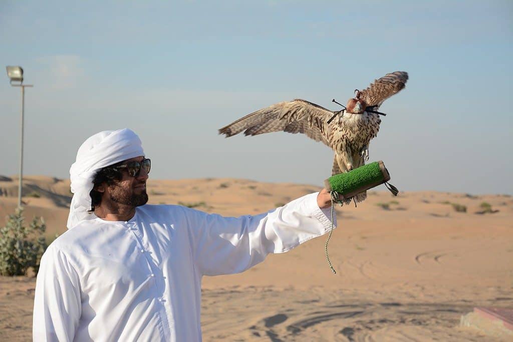 falcon in desert camp dubai