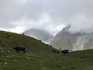The cows of the Tour du Mont Blanc