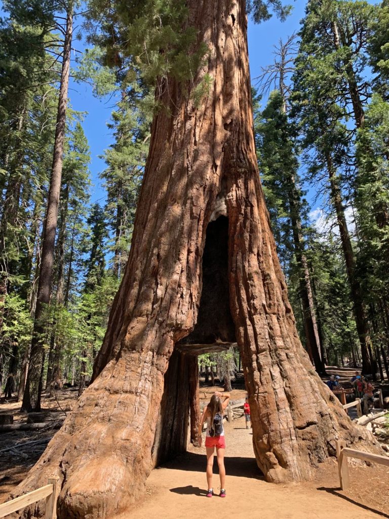 sequoia tree yosemite national park
