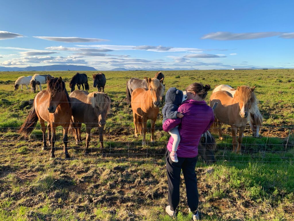 Icelandic horses summer with a toddler
