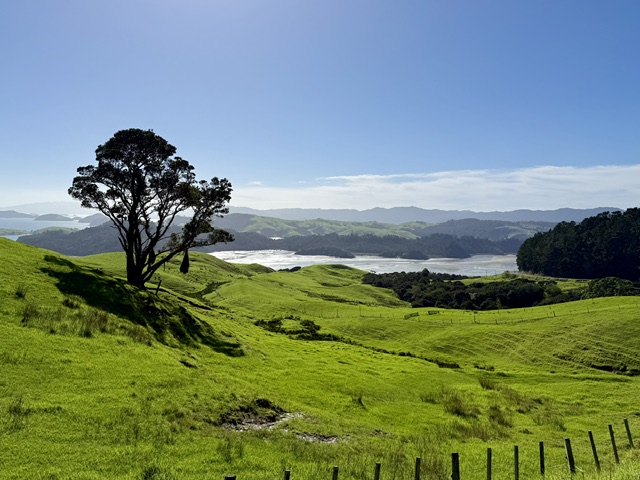 Tree and farmland on Coromandel Peninsula NZ