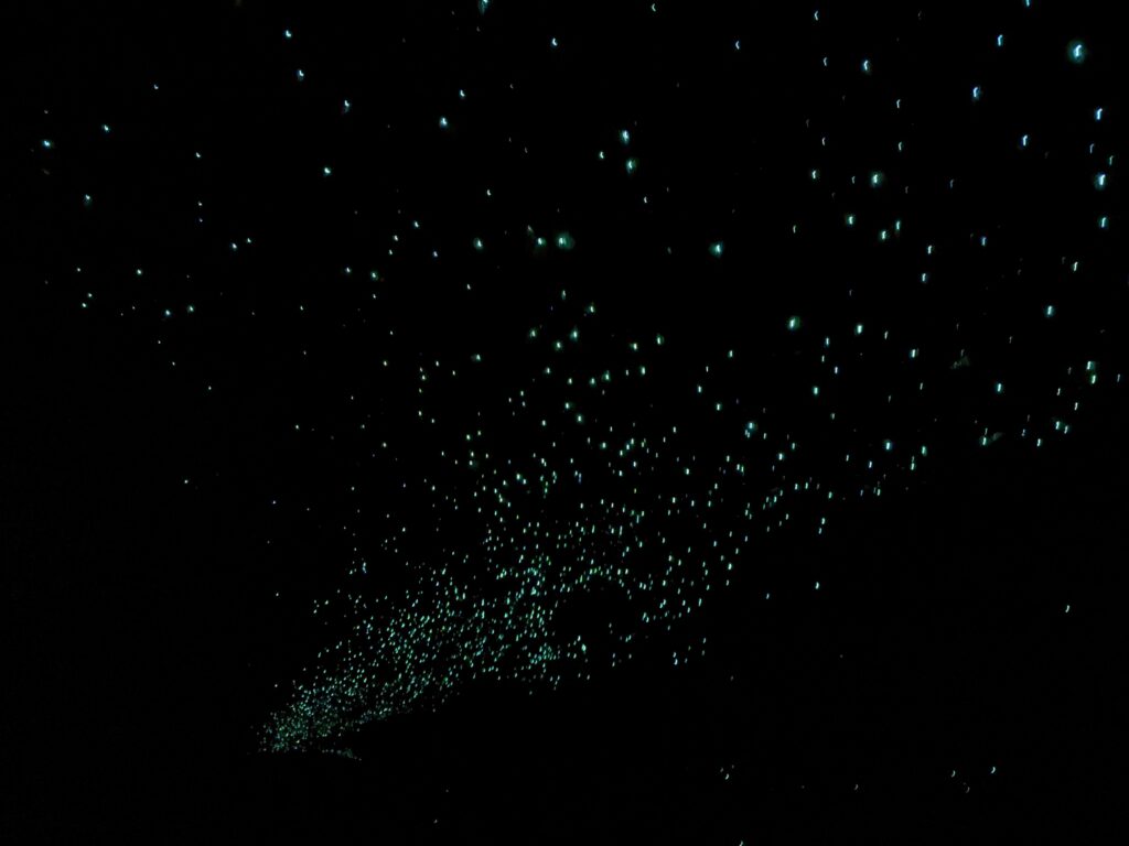 Glow worm cave New Zealand Spellbound tour